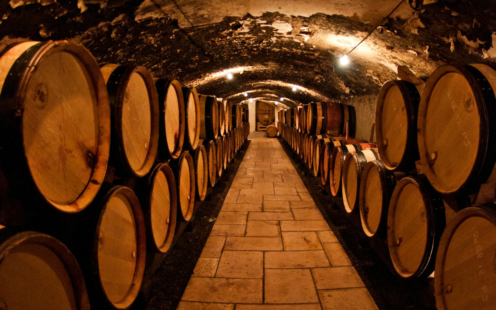 Galerie voûtée d’une cave à vin bordée de fûts en chêne alignés.