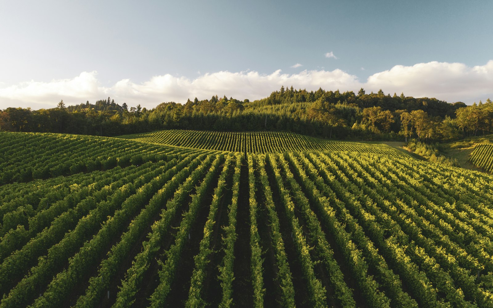 Vue en hauteur de rangées de vignes régulières bordées d’une forêt.